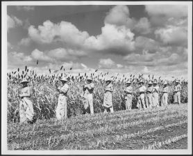 POWS in East Texas fields, originally published by Houston Post, courtesy Fort Bend County Museum archives 