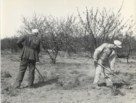 POWs working in the fields of Door County, WI, by Wilmer Schroeder or his son, provided by  Door County Historical Museum